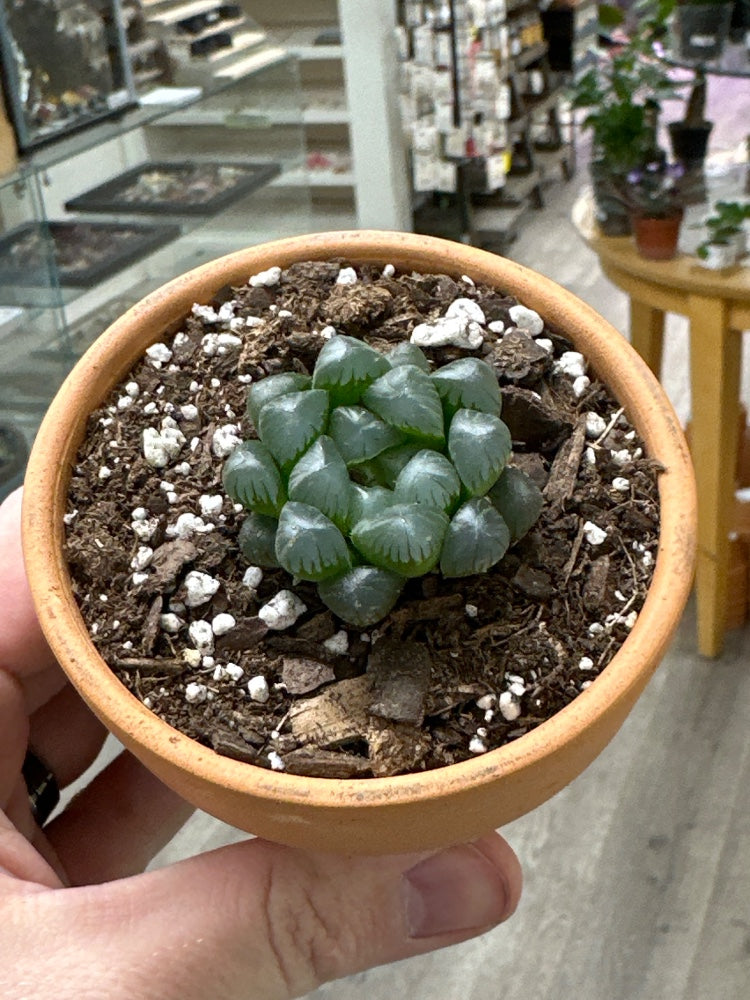 Haworthia cv. 'Kuroomado' (#620643501622)