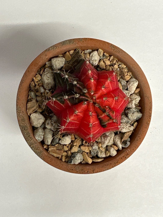 Gymnocalycium mihanovichii 'Hybrid' (#352439143123)