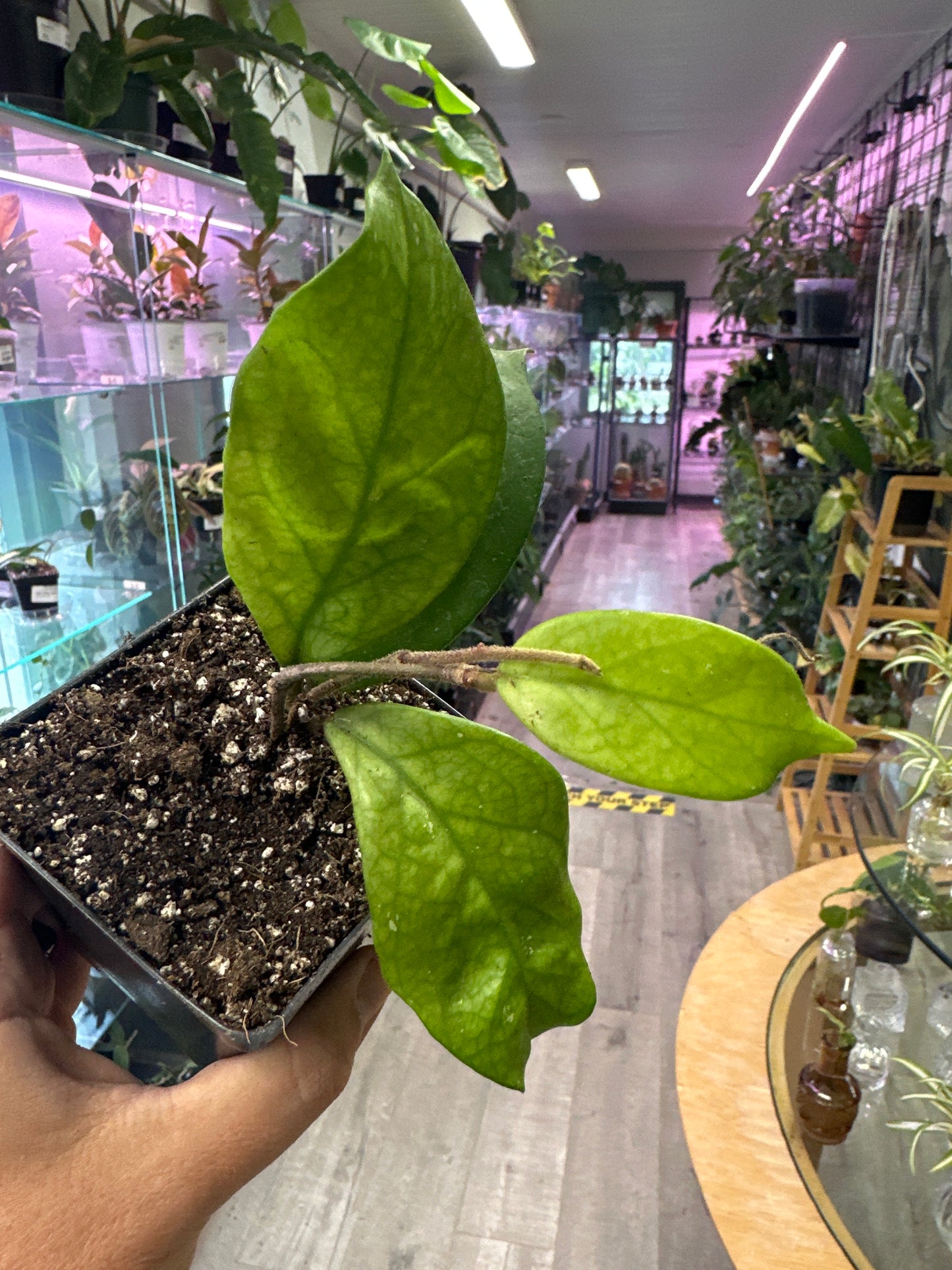 Hoya Fungii (#104622381)