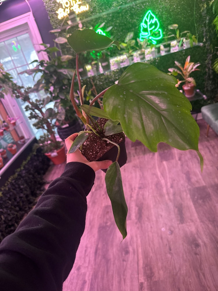 Philodendron mayoi (#308175729518)