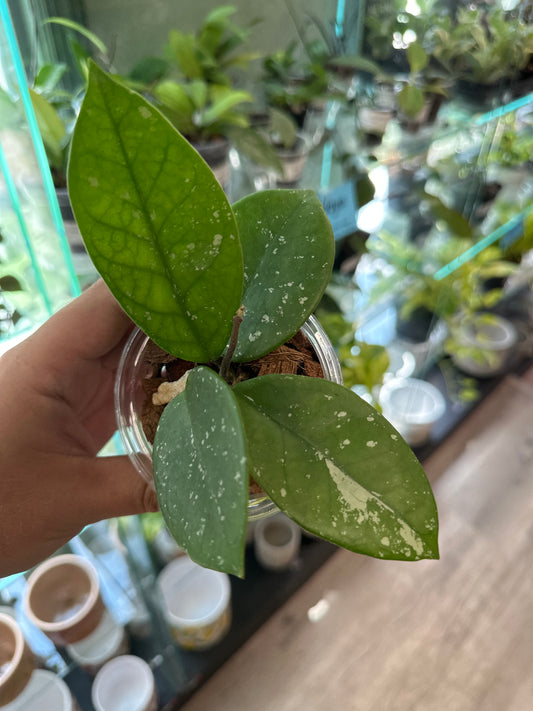 Hoya Freckles [ID #48638245]