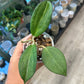 Hoya icensis (3") [ID #28916270]