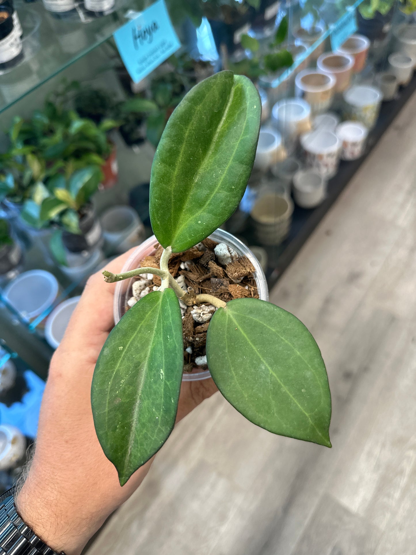 Hoya icensis (3") [ID #28916270]