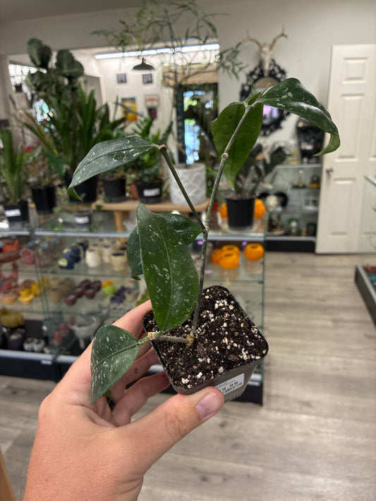 Hoya ambrialis (#676288944)