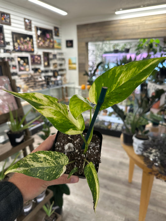 Epipremnum Aureum 'Yellow Sunrise' (#220471301)