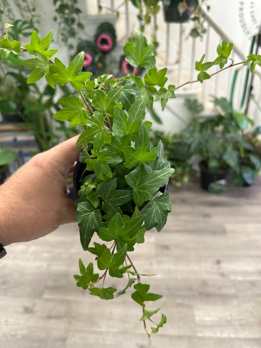 Hedera helix 'English Ivy' (#147241329)
