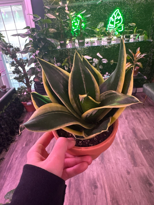 Sansevieria Sp (#871825970971)