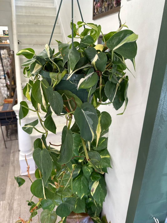 Philodendron hederaceum 'Rio' (#280076708756)