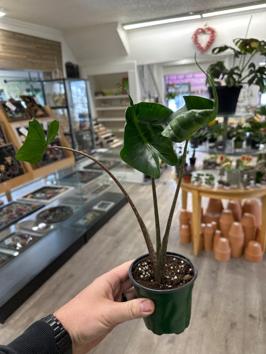 Alocasia macrorrhiza 'Sting Ray ' (#037659156000)