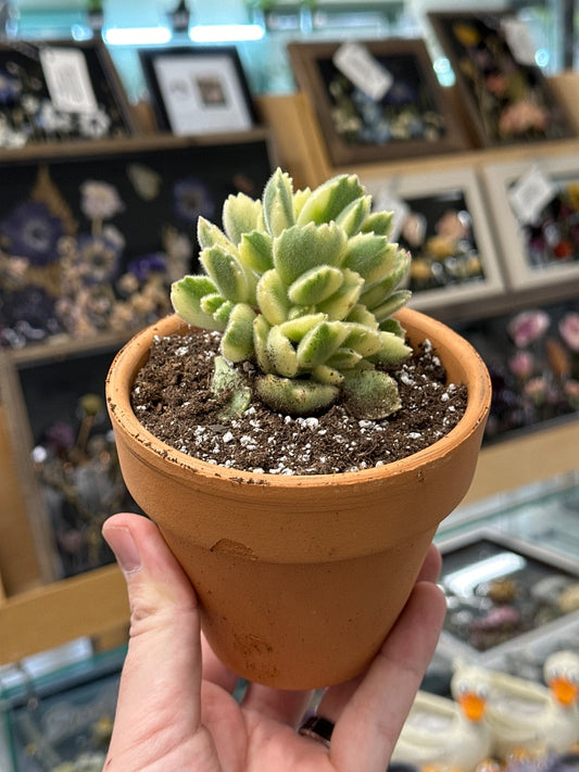 Cotyledon tomentosa 'Shimmy Bear Paw' (#957545477027)