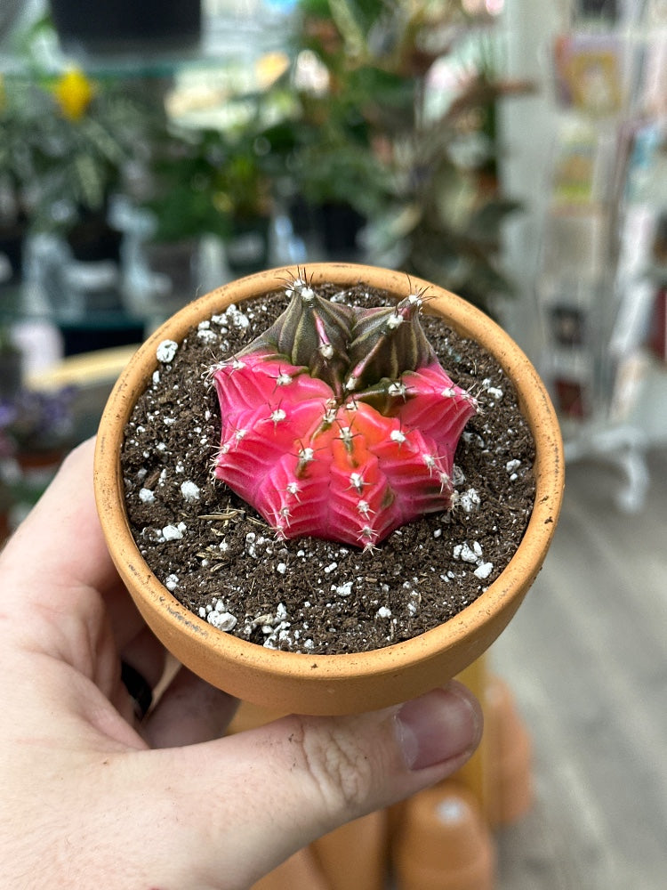 Gymnocalycium mihanovichii 'Hybrid' (#300820876303)