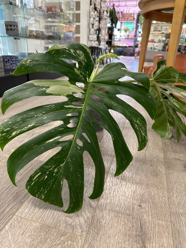 Monstera Deliciosa 'Albo' (#834697095943)