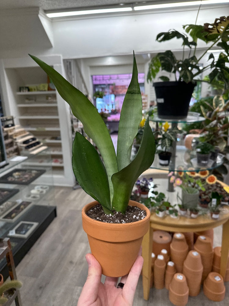 Sansevieria cv. 'Moonshine' (#723180616639)