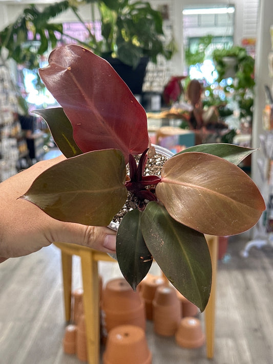 Philodendron erubescens 'Red Cherry' (#188466532829)