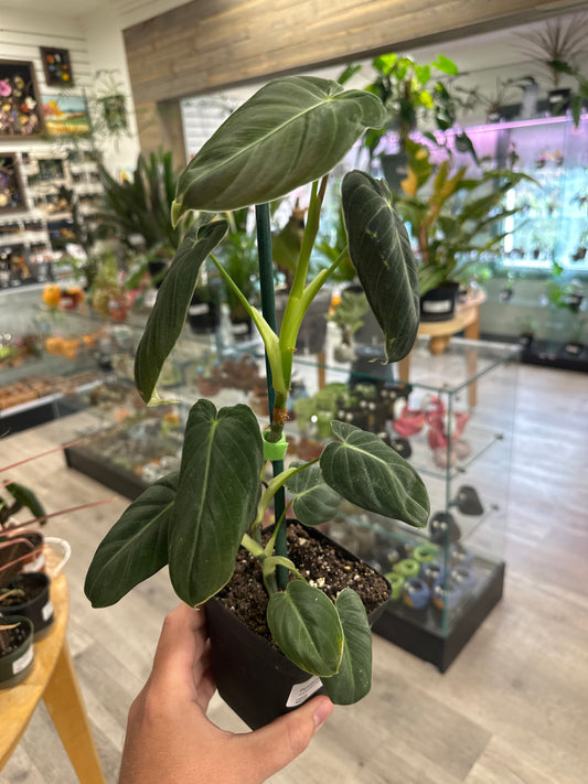 Philodendron Melanochrysum 'Black Gold' (#205474034)