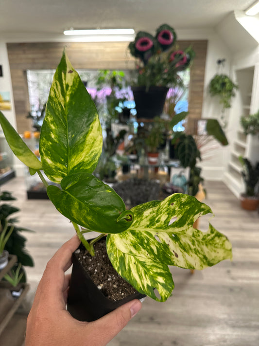 Epipremnum Aureum 'Yellow Sunrise' (#234881433)