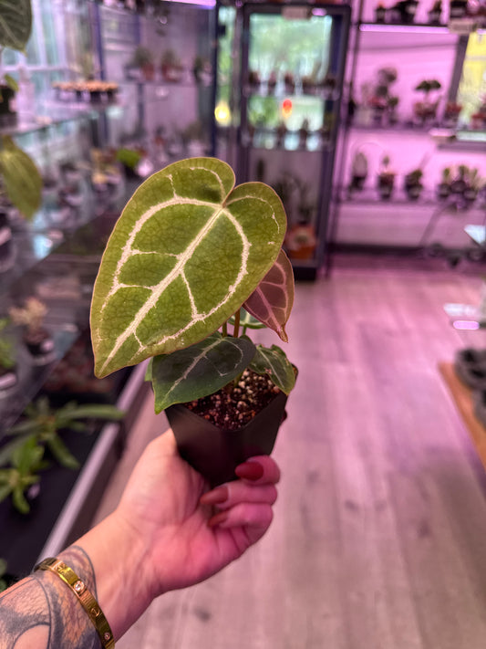 Anthurium Cv. 'noID' (#492442012)