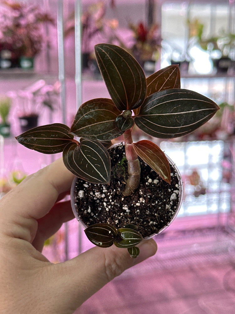 Ludisia discolor 'Jewel Orchid' (#204577753703)