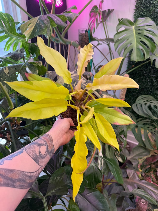 Philodendron pinnatifidum x melinonii 'Golden Crocodile' (#181842637792)
