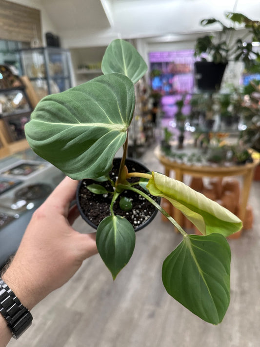 Philodendron gloriosum (#777019304107)