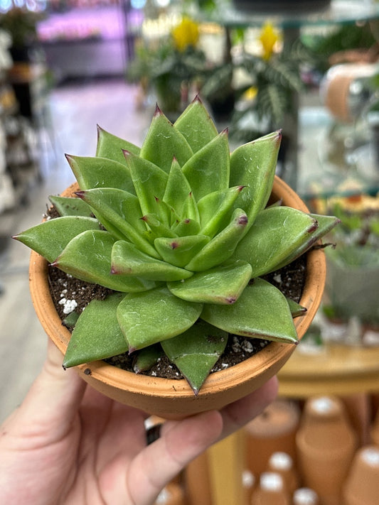 Echeveria agavoides 'Ebony' (#581158719154)