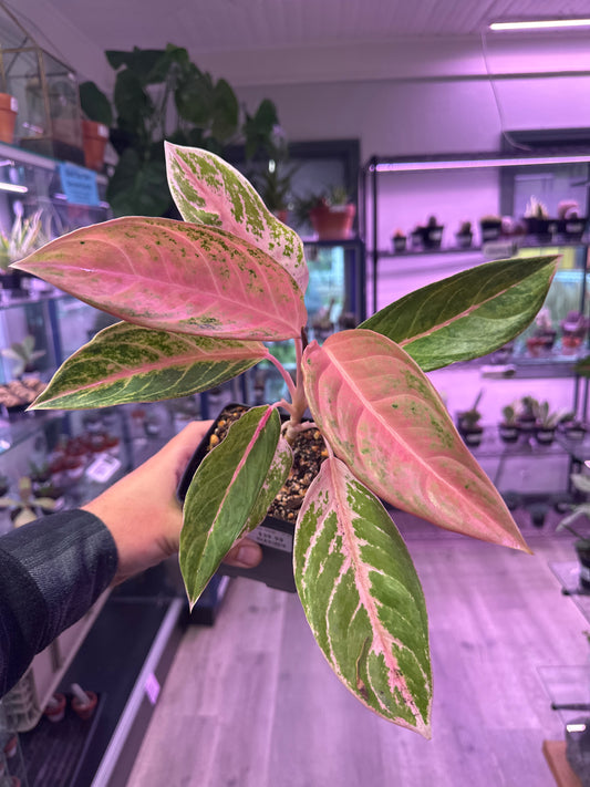 Aglaonema cv. 'Baby Tiger' (#7142140584)