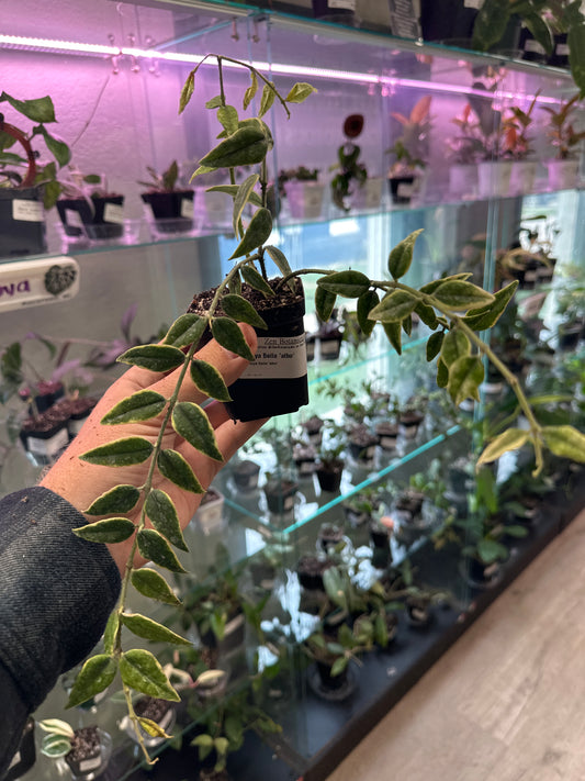 Hoya Bella 'albo' (#398579686)