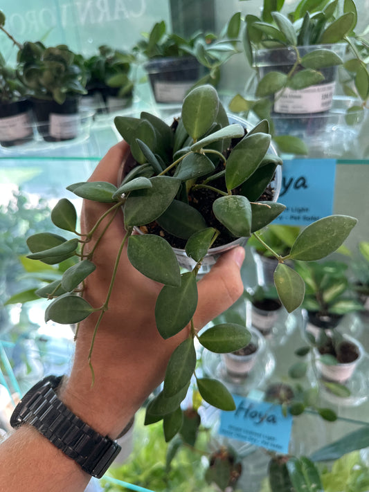 Hoya Bilobata [ID #34847374]