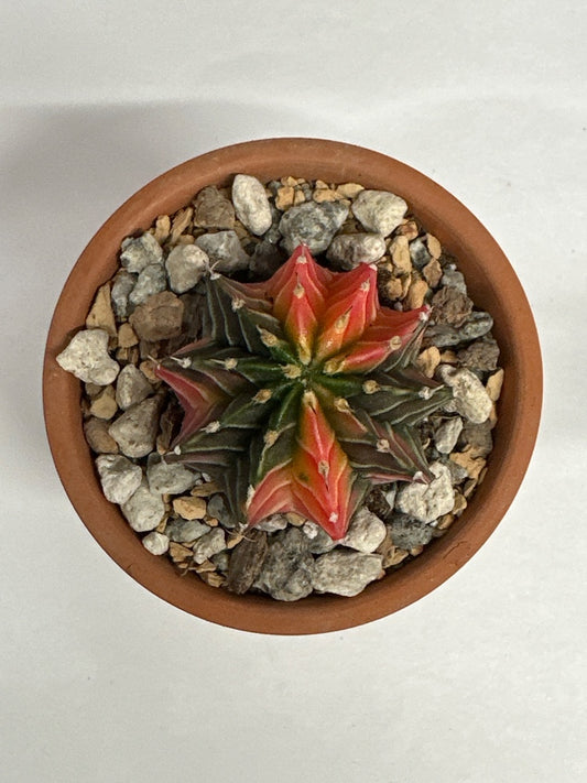 Gymnocalycium mihanovichii 'Hybrid' (#944807832001)