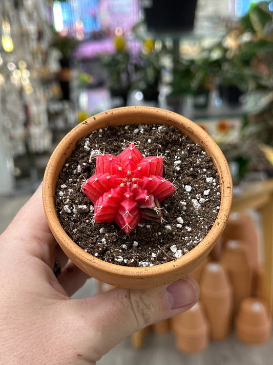 Gymnocalycium mihanovichii 'Hybrid' (#881912886066)