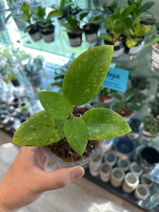 Hoya verticillata splash 'Laos 2' [ID #78408577]