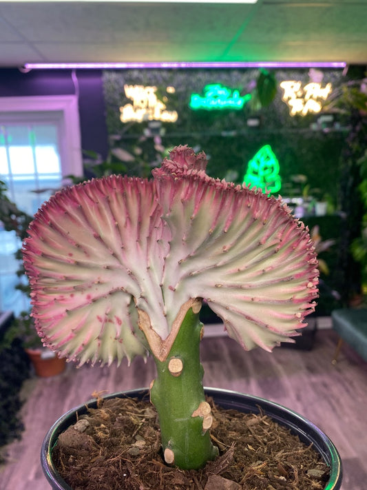 Euphorbia lactea 'Mermaid Tail ' (#940349355104)