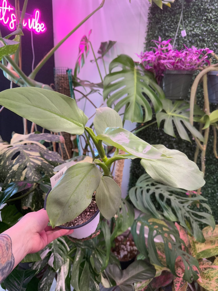 Philodendron cv 'Silver Sword' (#565025408148)