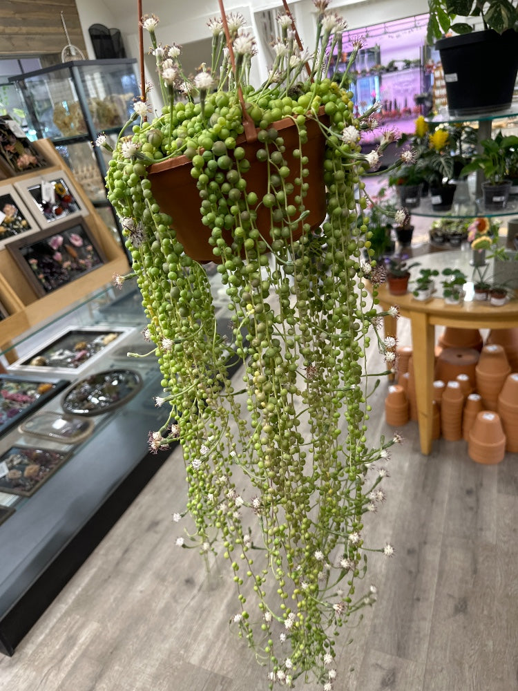 Senecio rowleyanus 'String of Pearls' (#995776116960)