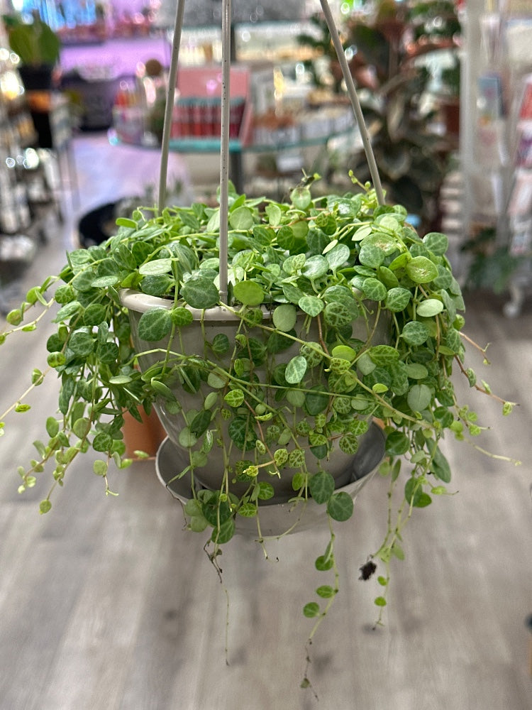 Peperomia prostrata 'String of Turtles' (#202330516176)