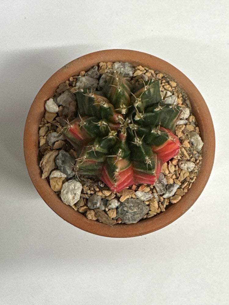 Gymnocalycium mihanovichii 'Hybrid' (#216462312951)