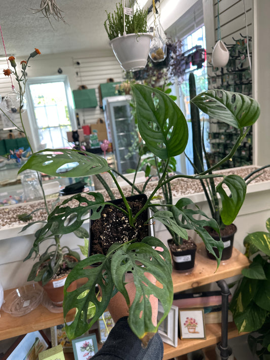 Monstera Adansonii 'Narrow Form' (#052347467)