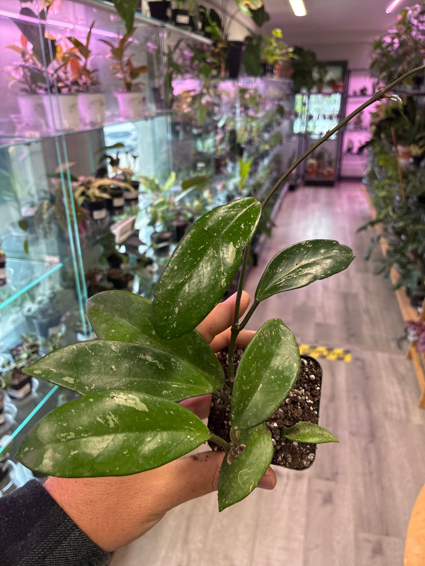 Hoya Pubicalyx 'Splash' (#960551128)