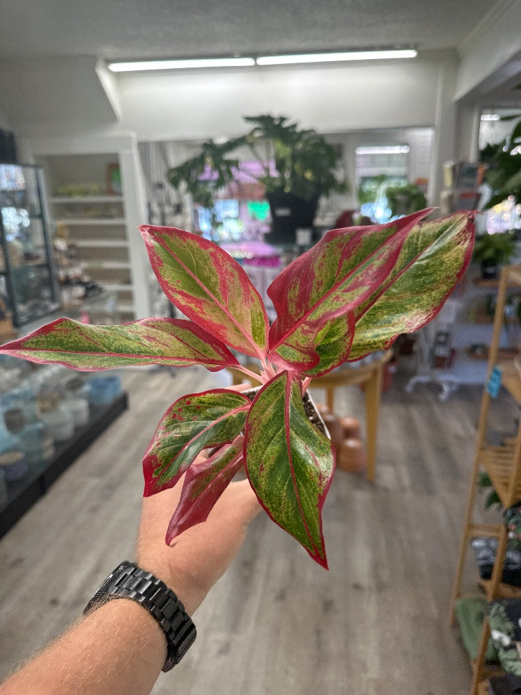 Aglaonema spp. 'Siam Aurora' (#211104043518)