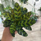 Calathea lancifolia 'Rattlesnake' (#361760738)