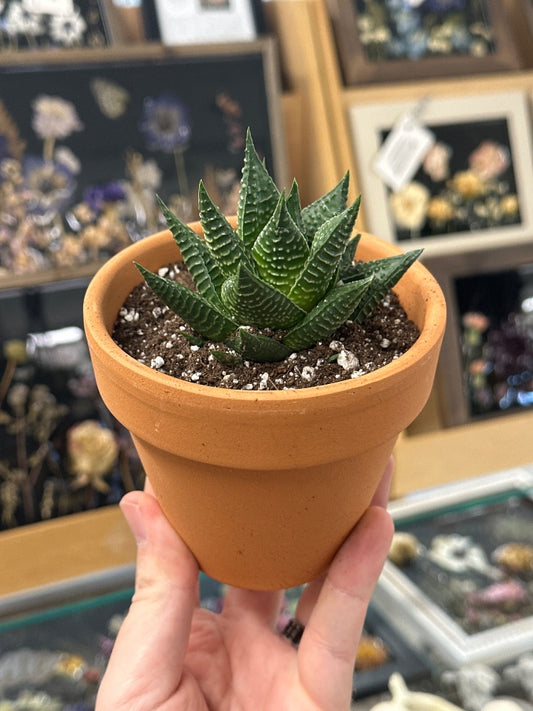 Haworthia limifolia (#108173496000)