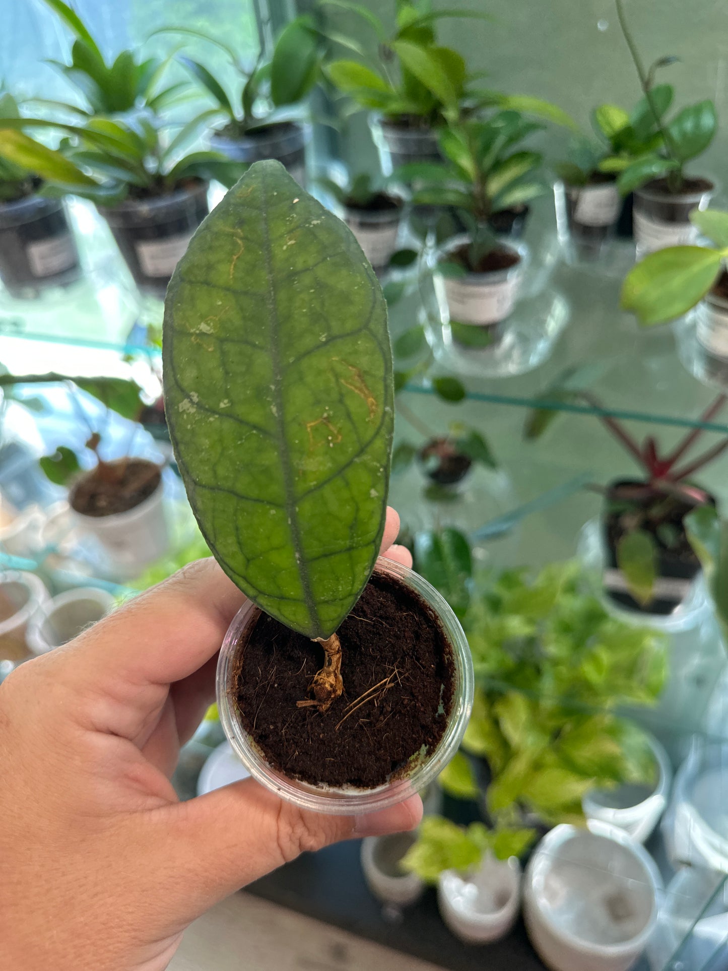 Hoya finlaysonii 'Big Leaves' [ID #86479027]