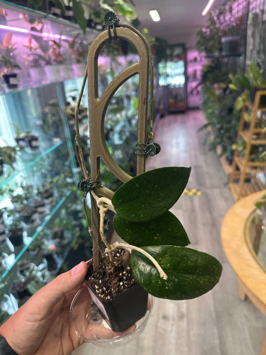 Hoya nap03 (#715587696)