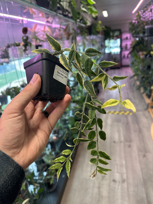 Hoya Bella 'albo' (#530915834)