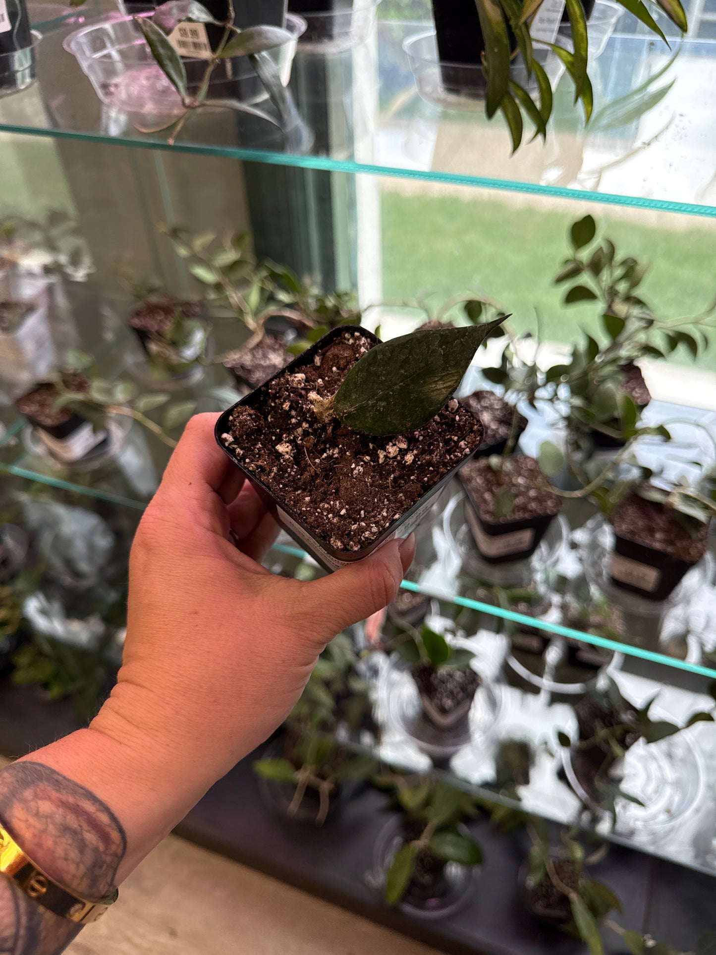 Hoya Polyneura 'Splash' (#020733321)