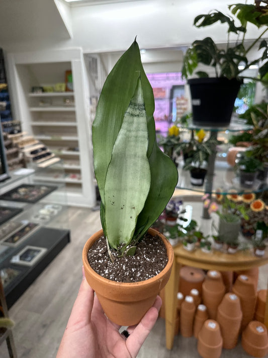 Sansevieria cv. 'Moonshine' (#387481531803)