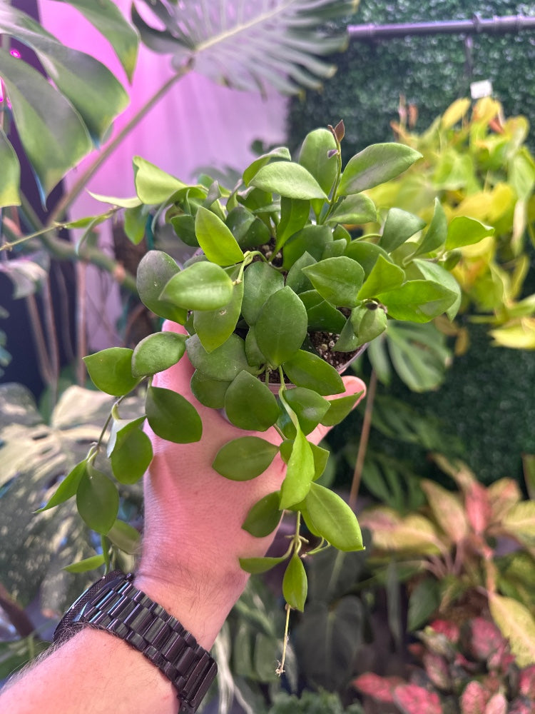 Hoya heuschkeliana 'Variegata Pink' (#035031455152)