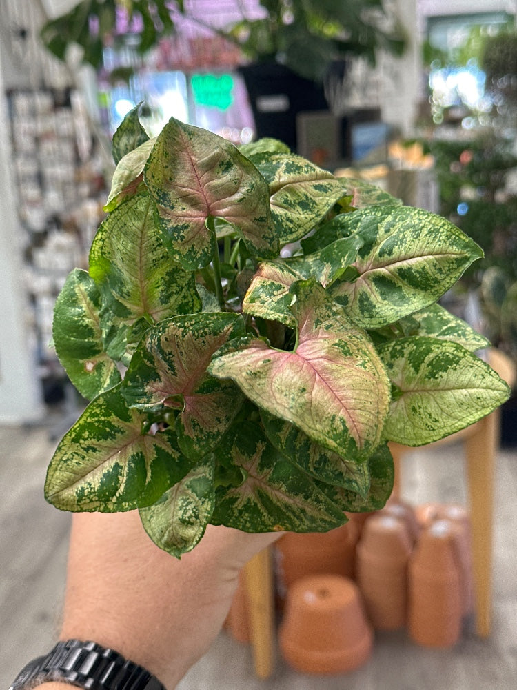 Syngonium podophyllum 'Christmas' (#582132024311)