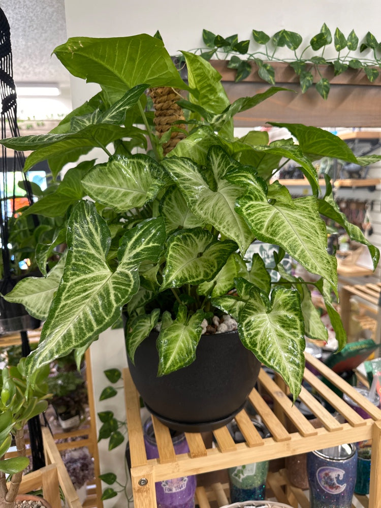 Syngonium podophyllum 'White Butterfly' (#727921244426)