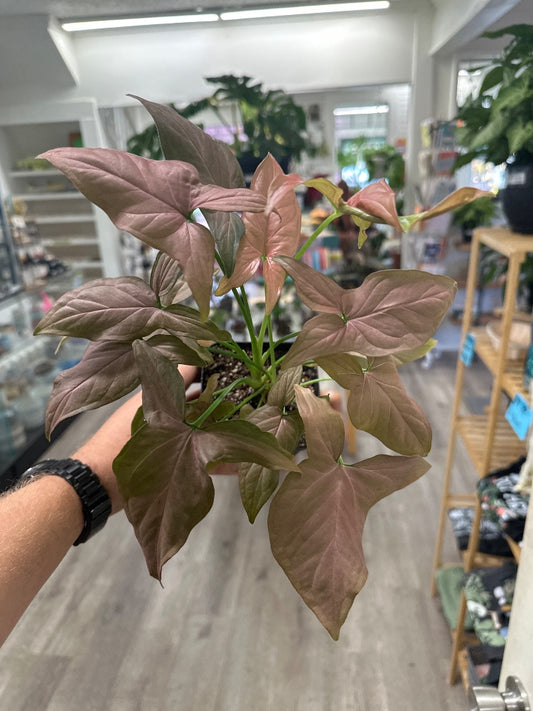 Syngonium podophyllum 'Pink Robusta' (#505685898922)